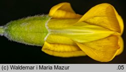 Caragana arborescens (karagana syberyjska)