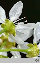 Cerasus mahaleb (wiśnia wonna)