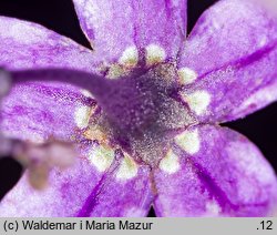 Solanum dulcamara (psianka słodkogórz)