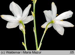 Anthericum ramosum (pajęcznica gałęzista)