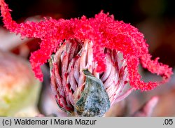 Ricinus communis (rącznik zwyczajny)