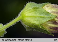 Atropa bella-donna (pokrzyk wilcza jagoda)