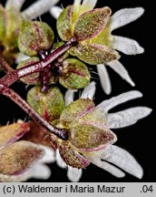 Draba verna (wiosnówki pospolitej)