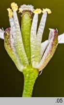 Cardamine hirsuta (rzeżucha włochata)