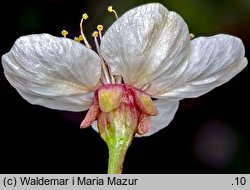 Cerasus vulgaris (wiśnia pospolita)