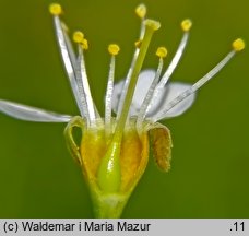 Cerasus fruticosa (wiśnia karłowata)