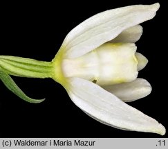 Cephalanthera damasonium (buławnik wielkokwiatowy)