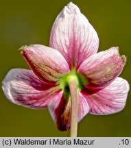 Butomus umbellatus (łączeń baldaszkowy)