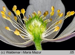 Anemonoides nemorosa (zawilec gajowy)