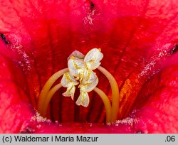 Campsis radicans (milin amerykański)