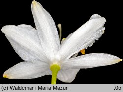 Anthericum ramosum (pajęcznica gałęzista)