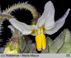 Solanum alatum (psianka skrzydlata)