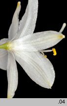 Anthericum ramosum (pajęcznica gałęzista)