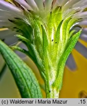 Symphyotrichum lanceolatum (aster lancetowaty)