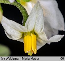 Solanum alatum (psianka skrzydlata)