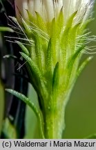 Symphyotrichum lanceolatum (aster lancetowaty)