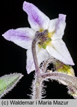 Solanum alatum (psianka skrzydlata)