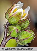 Draba verna (wiosnówki pospolitej)