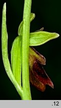 Ophrys insectifera (dwulistnik muszy)