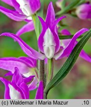 Cephalanthera rubra (buławnik czerwony)