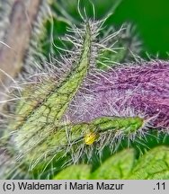 Bartsia alpina (bartsja alpejska)