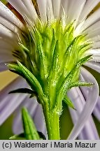 Symphyotrichum lanceolatum (aster lancetowaty)