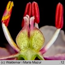 Butomus umbellatus (łączeń baldaszkowy)