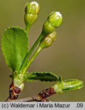 Cerasus fruticosa (wiśnia karłowata)