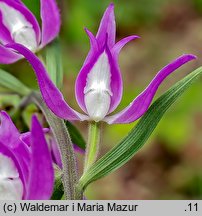 Cephalanthera rubra (buławnik czerwony)