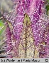 Bartsia alpina (bartsja alpejska)