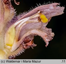 Orobanche bartlingii (zaraza Bartlinga)