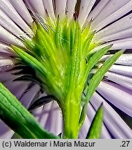 Symphyotrichum lanceolatum (aster lancetowaty)