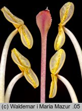 Campsis radicans (milin amerykański)