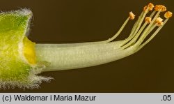 Caragana arborescens (karagana syberyjska)