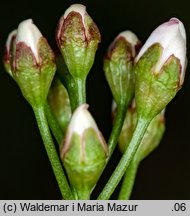 Cerasus mahaleb (wiśnia wonna)