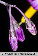 Solanum dulcamara (psianka słodkogórz)