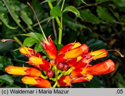 Campsis radicans (milin amerykański)