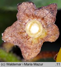 Solanum alatum (psianka skrzydlata)