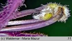 Bartsia alpina (bartsja alpejska)