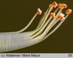 Caragana arborescens (karagana syberyjska)