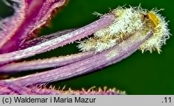 Bartsia alpina (bartsja alpejska)