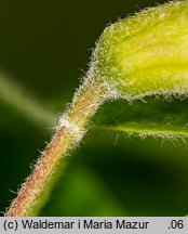 Caragana arborescens (karagana syberyjska)