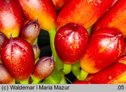 Campsis radicans (milin amerykański)