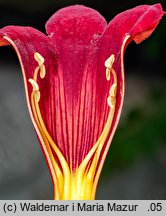 Campsis radicans (milin amerykański)