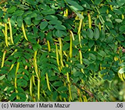 Caragana arborescens (karagana syberyjska)