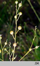 Anthericum ramosum (pajęcznica gałęzista)