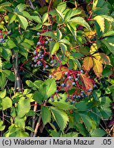 Parthenocissus inserta (winobluszcz zaroślowy)