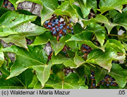 Parthenocissus tricuspidata (winobluszcz trójklapowy)