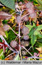 Ricinus communis (rącznik zwyczajny)