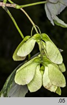 Acer pseudoplatanus (klon jawor)